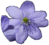 Alpine forest flower